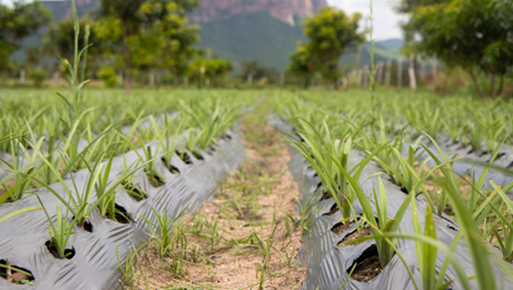 Drip Irrigation