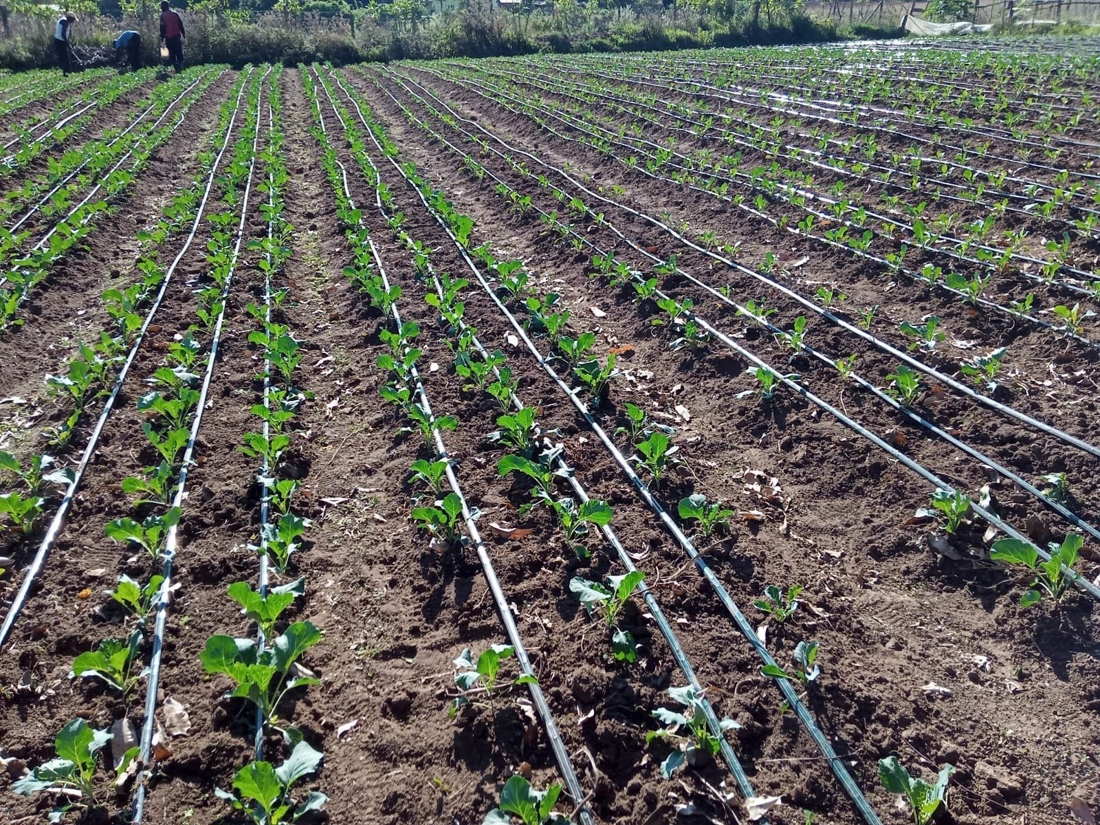 drip-irrigation-system